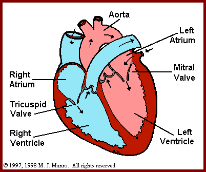Cat Heart Diagram